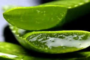 Aloe vera la plante forever living products maryvonne dutertre