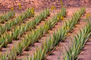 Cuture d aloe vera flp aloe vera de la baie
