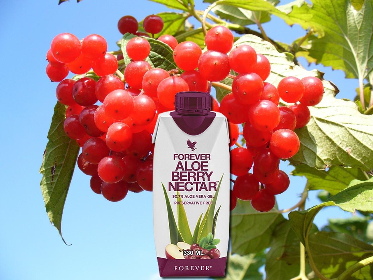 FOREVER ALOE BERRY NECTAR 330 ML X 12 REF 73512