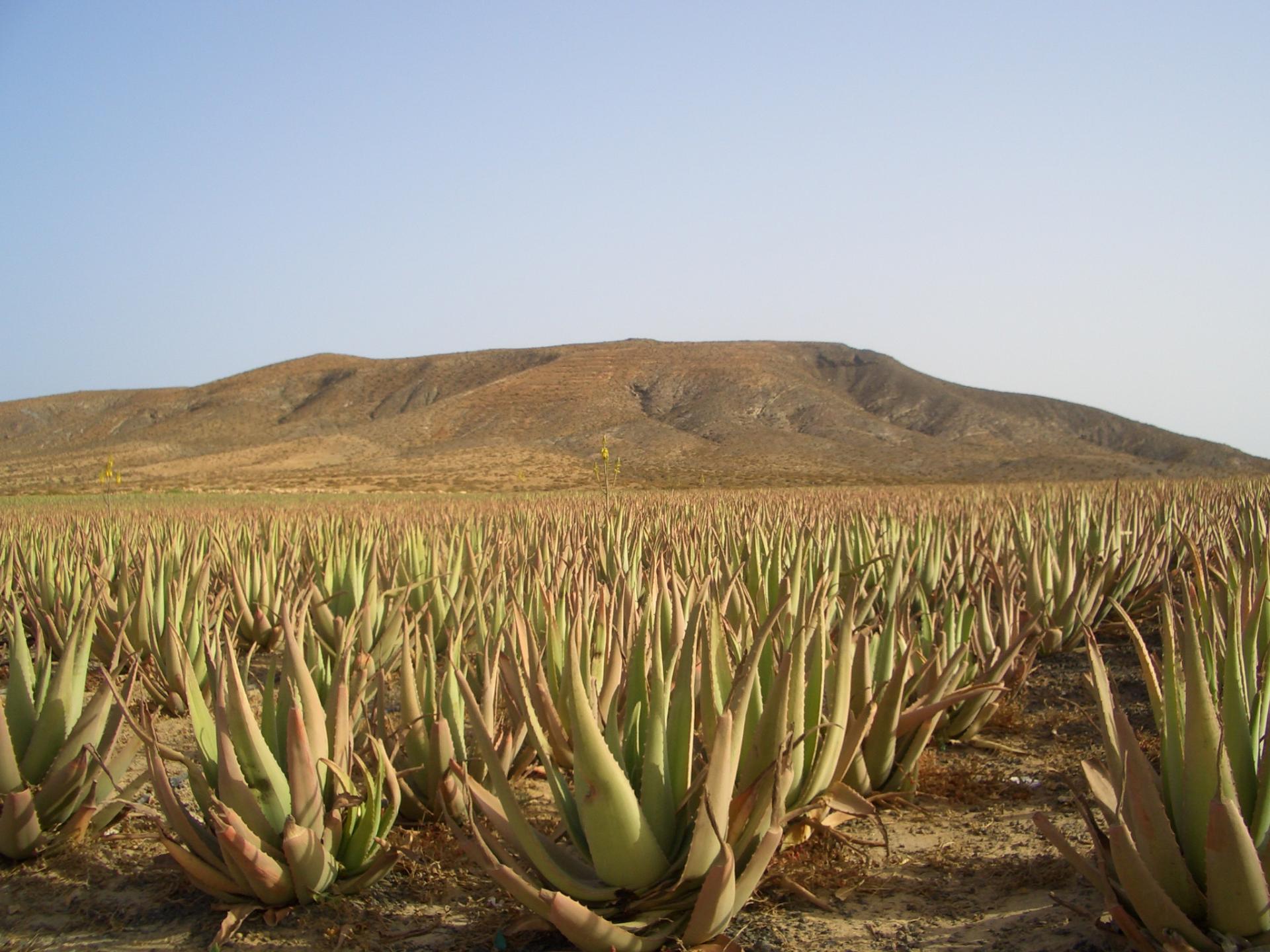 Fuerteventura aloe vera