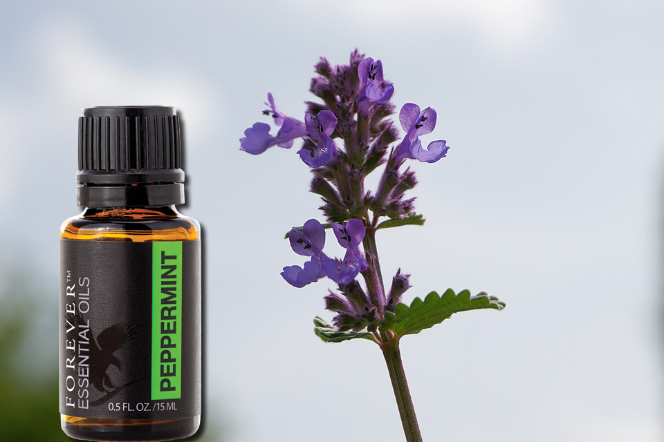 Huile essentielle menthe poivree flp aloe vera de la baie maryvonne dutertre
