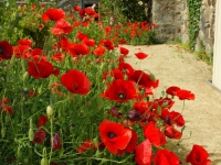 Les Coquelicots Cherrueix